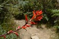 Indian Paintbrush (Castilleja affinis) 