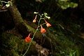 Scarlet Larkspur (Delphinium cardinale)