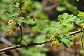 Alpine Prickly Currant (Ribes montigenum)