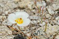 Leichtlin's Mariposa Lily (Calochortus leichtlinii)