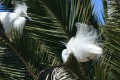 Snowy egret (Egretta thula), courting