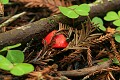 Mushroom, Butano Redwoods State Park