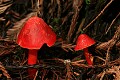 Mushrooms, Butano Redwoods State Park