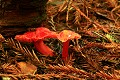 Mushrooms, Butano Redwoods State Park