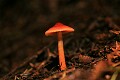 Mushroom, Butano Redwoods State Park