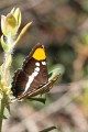 California Sister butterfly (Adelpha bredowii californica)