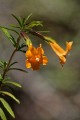Bush monkeyflower (Mimulus aurantiacus)