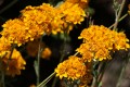 Golden Yarrow (Eriophyllum confertiflorum)