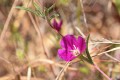 Winecup Clarkia (Clarkia purpurea ssp. quadrivulnera)