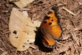 California Tortoise Shell butterfly (Nymphalis californica)