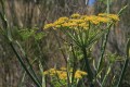 Common Lomatium (Lomatium utriculatum)