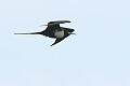 Magnificent frigatebird (Fregata magnificens)