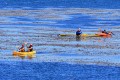 Kayaks in Monterey Bay