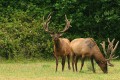 Roosevelt Elk (Cervus canadensis roosevelti)