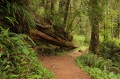 Ancient fallen redwood
