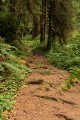 James Irvine Trail - spruce forest
