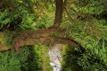 James Irvine Trail - fallen tree spans creek