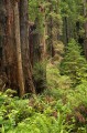 Redwood forest (Sequoia sempervirens)