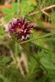 Cows Clover (Trifolium wormskioldii)