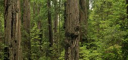 Redwood forest panorama
