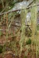 Lace Lichen (Ramalina menziesii)