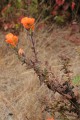 Monterey indian paintbrush (Castilleja latifolia)