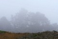 Foggy Monterey pine