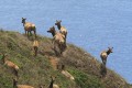 Tule elk (Cervus elaphus nannodes) on Tomales Point