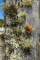 Lichens on fencepost