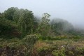 Foggy eucalyptus grove