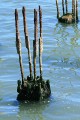 Eroded pilings
