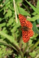 Pacific Fritillary butterfly (Boloria epithore)