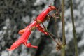 Scarlet Penstemon (Penstemon rostiflorus)