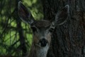 California Mule Deer - doe (Odocoileus hemionus californicus)