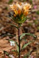 Mountain Collomia (Collomia grandiflora)