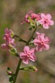 Pink Stickseed (Hackelia mundula)
