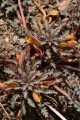 Pinewoods Lousewort (Pedicularis semibarbata)