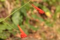 Scarlet Larkspur (Delphinium cardinale)