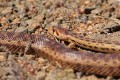 Gopher snake (Pituophis catenifer)