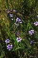 Blue Eye Grass (Sisyrinchium bellum)