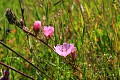 Checkerbloom (Sidalcea malveflora)