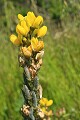 Yellow bush lupine (Lupinus arboreus)