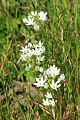 White Brodiaea (Triteleia hyacinthina)