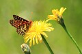 Chalcedon checkerspot butterfly on Dandelion