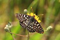 Chalcedon checkerspot butterfly (Occidryas chalcedona)