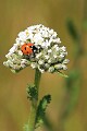 Ladybug on yarrow (Achillea millefolium)
