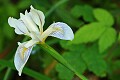 Coast Iris (Iris longipetala)