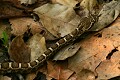Western Rattlesnake (Crotalus viridis)