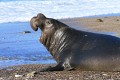 Northern Elephant Seal (Mirounga angustirostris) - young male