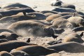 Elephant Seal harem